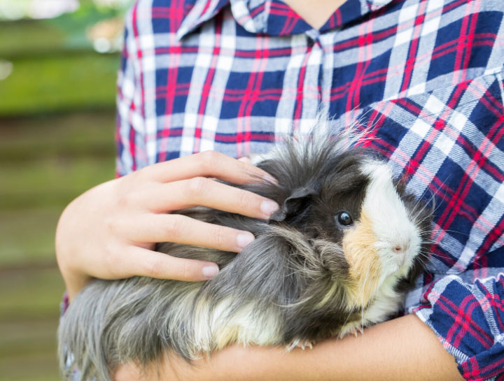 Green Bay Small Animal Veterinarian