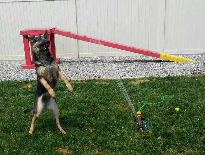 Boarding & Daycare